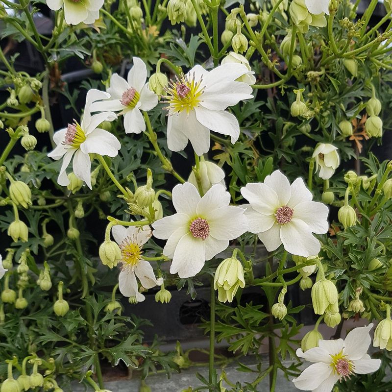 Prune Group 1 Only After Spring Bloom Prune Group 1 Only After Spring Bloom