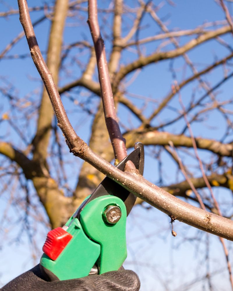 Prune In Late Winter Before Buds Open