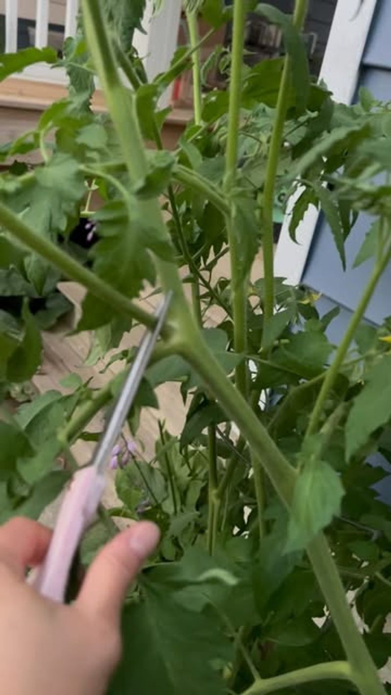 Prune Indeterminate Tomatoes Lightly For Better Airflow Prune Indeterminate Tomatoes Lightly For Better Airflow