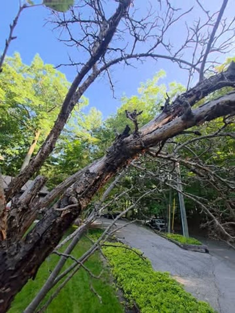 Prune Infected Shoots Well Below The Symptoms Prune Infected Shoots Well Below The Symptoms