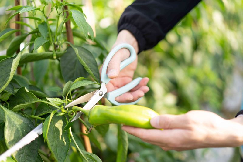 Prune Lightly Instead Of Cutting Aggressively