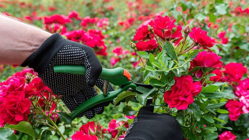 Prune Lightly Only When The Rose Starts Recovering