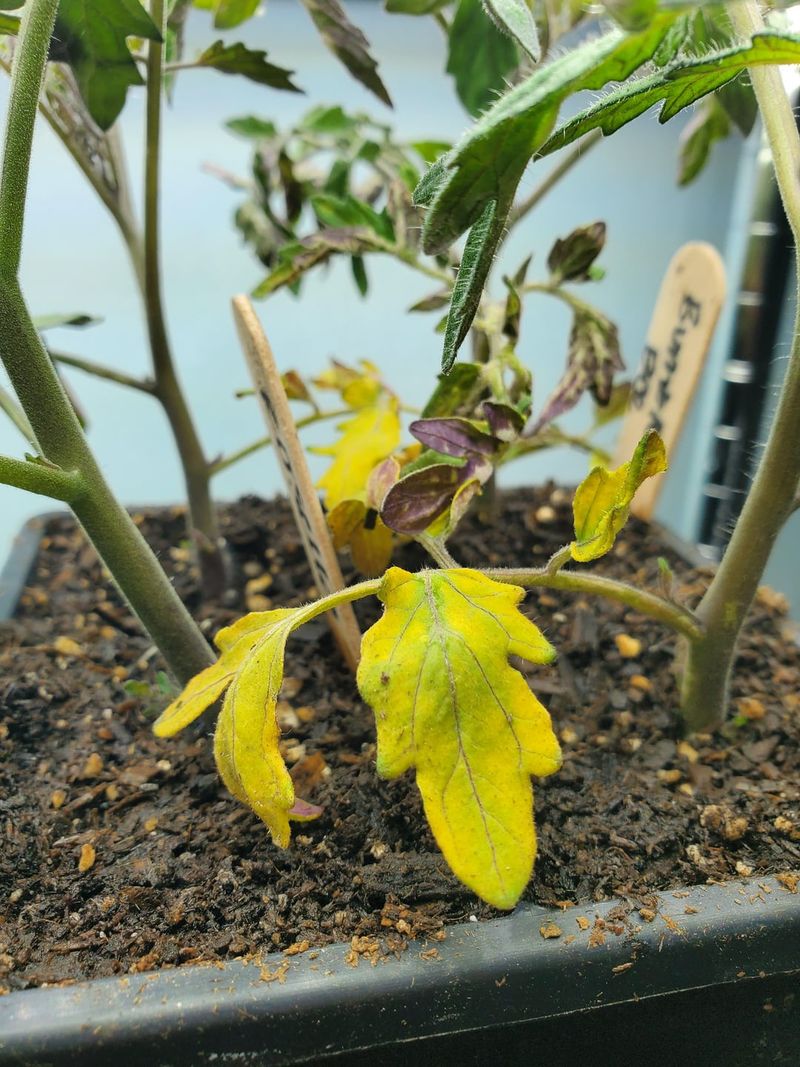 Prune Lower Tomato Leaves Before July Humidity Builds