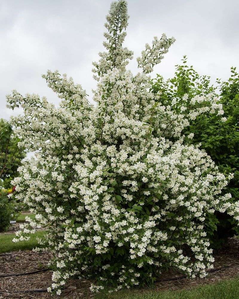 Prune Mock Orange Right After It Blooms Prune Mock Orange Right After It Blooms