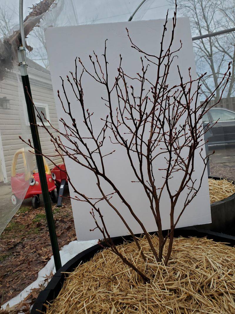 Prune Old Canes For New Growth