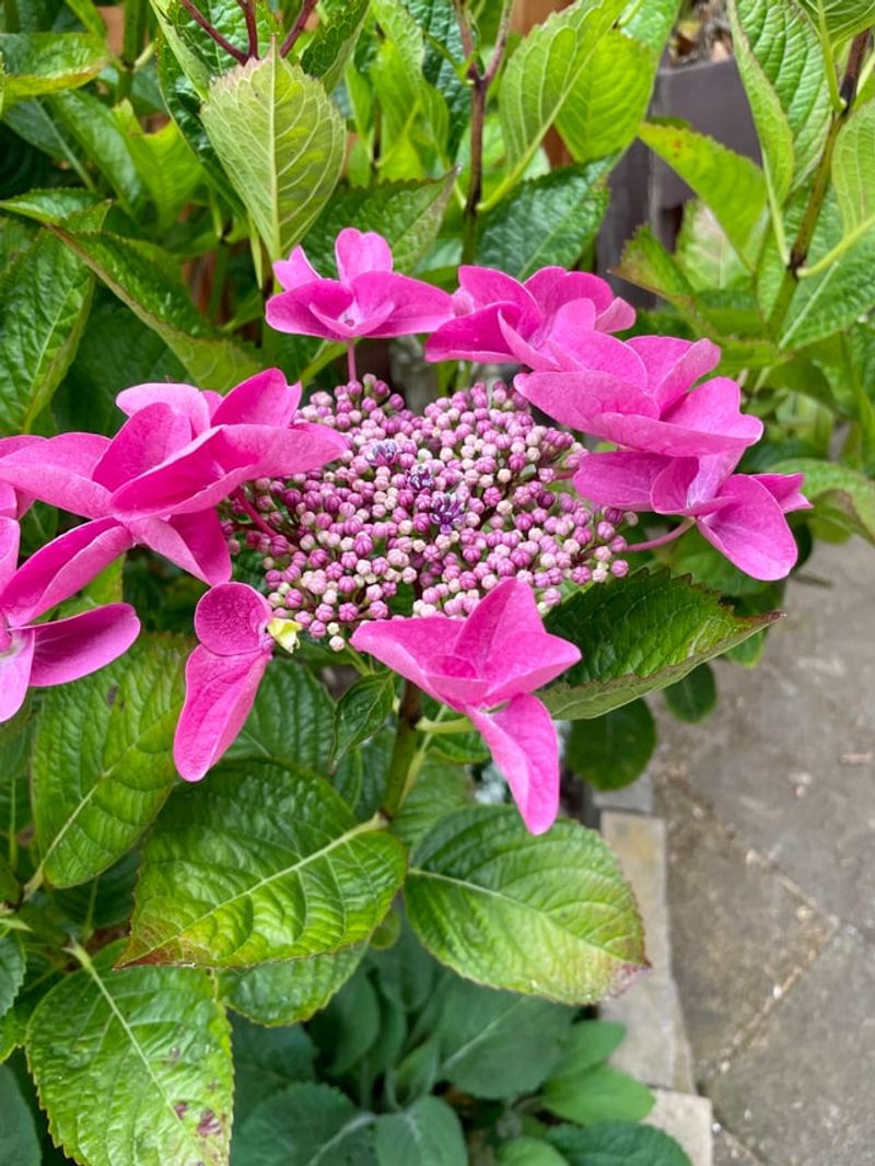 Prune Only After You Know The Hydrangea Type Prune Only After You Know The Hydrangea Type