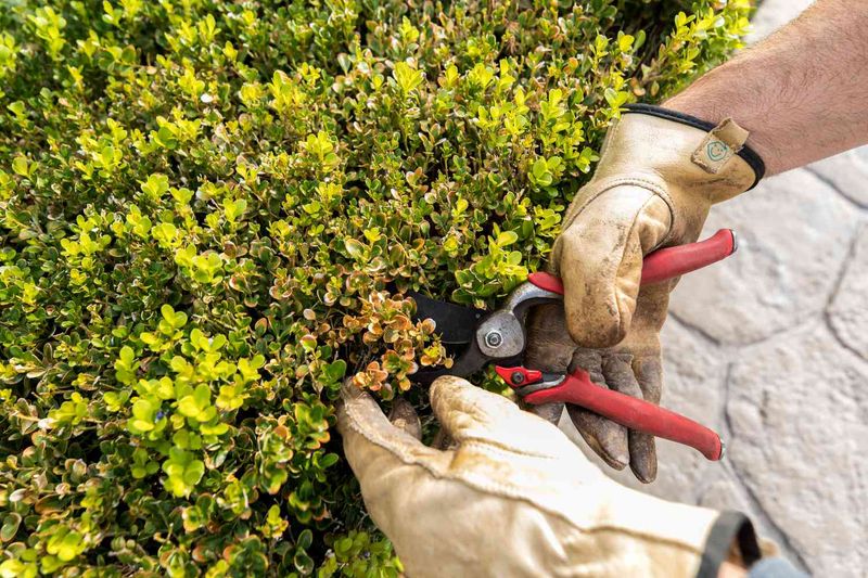 Prune Out Brown Branches With Clean Cuts