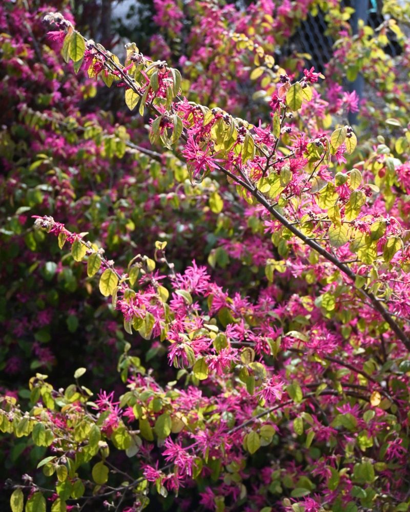 Prune Right After Spring Bloom Ends