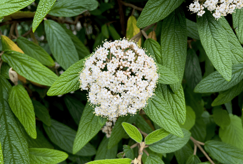 Prune Soon After Spring Flowers Fade Prune Soon After Spring Flowers Fade
