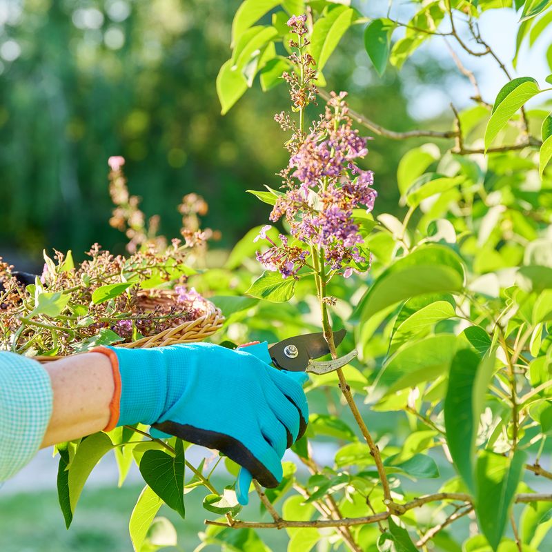 Prune Spring-Blooming Shrubs After Flowering Prune Spring-Blooming Shrubs After Flowering