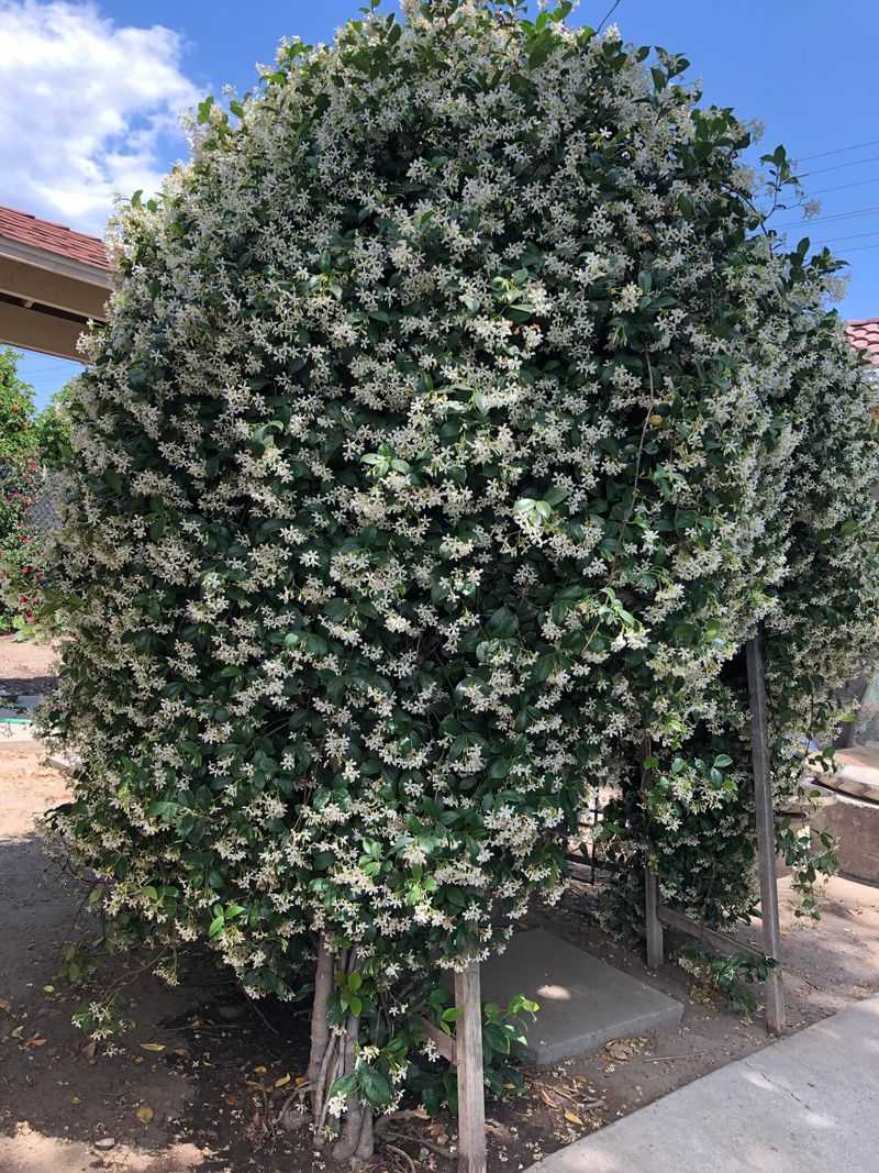 Prune Star Jasmine Right After The Main Bloom