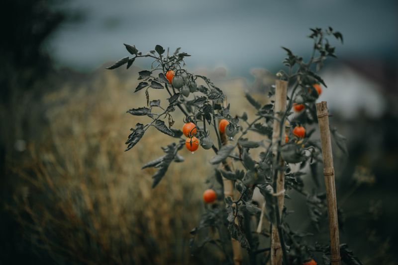 Prune Suckers To Direct Energy Toward Fruit