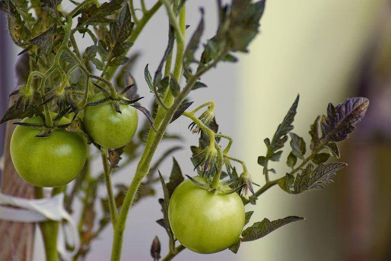 Prune Suckers To Redirect Energy