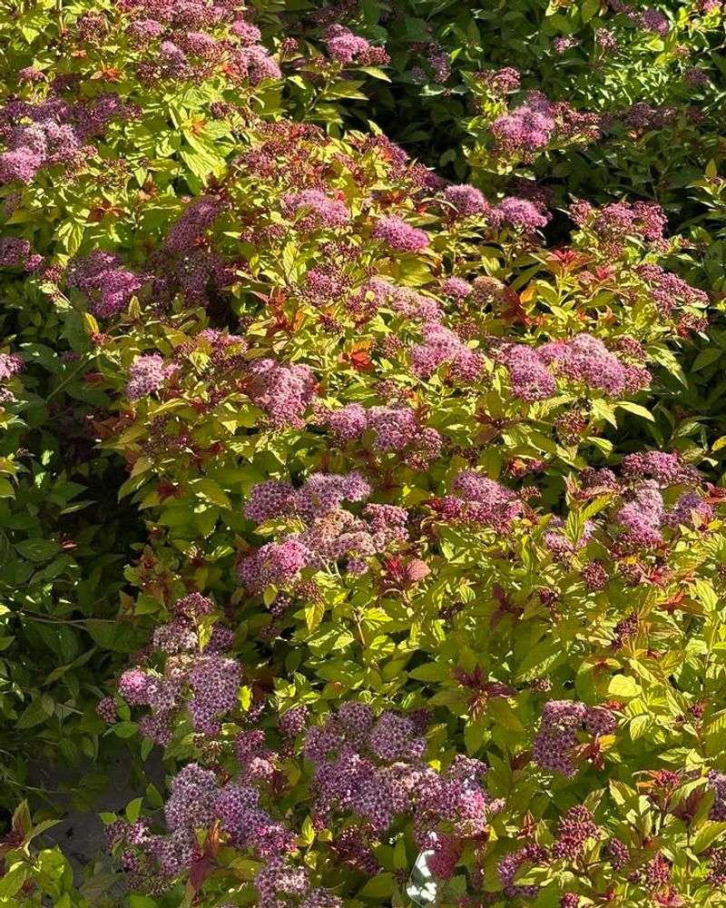 Prune Summer-Blooming Spirea To Encourage Fresh Growth Prune Summer-Blooming Spirea To Encourage Fresh Growth