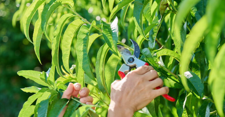pruning fruit tree (featured image)