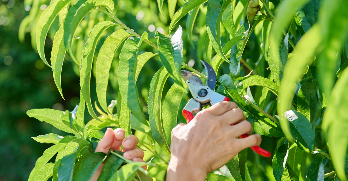 pruning fruit tree (featured image)