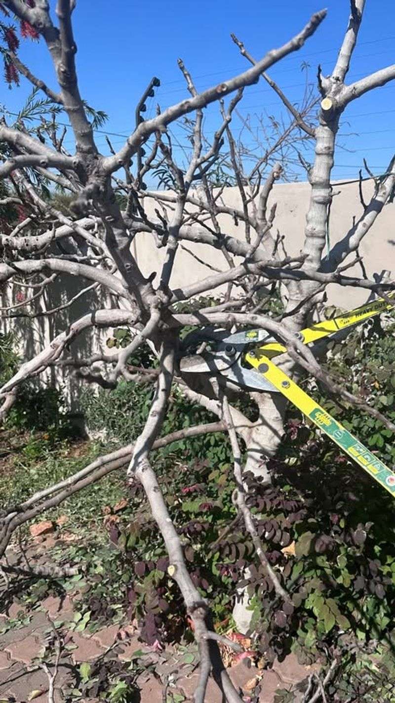 Prune Weak Or Crowded Growth Prune Weak Or Crowded Growth