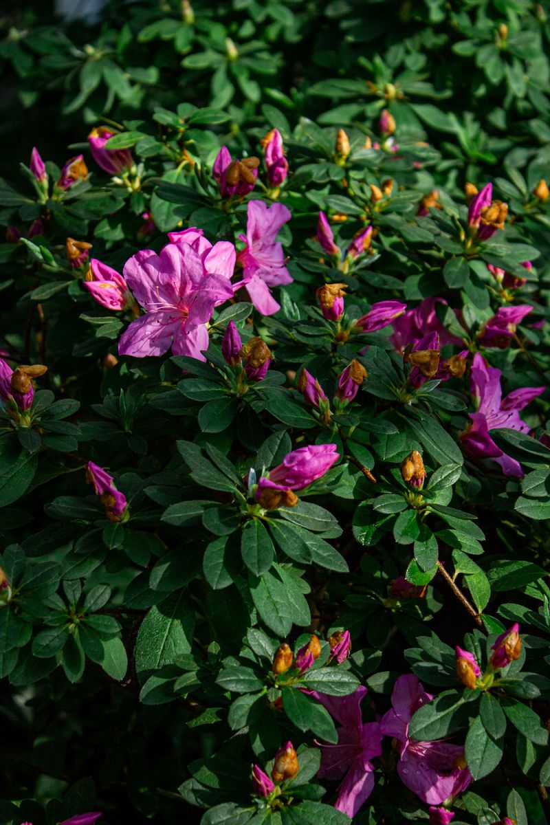Prune Within 2-3 Weeks Of Blooming (Before July)