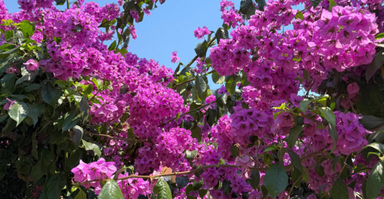 Bougainvillea (featured image)