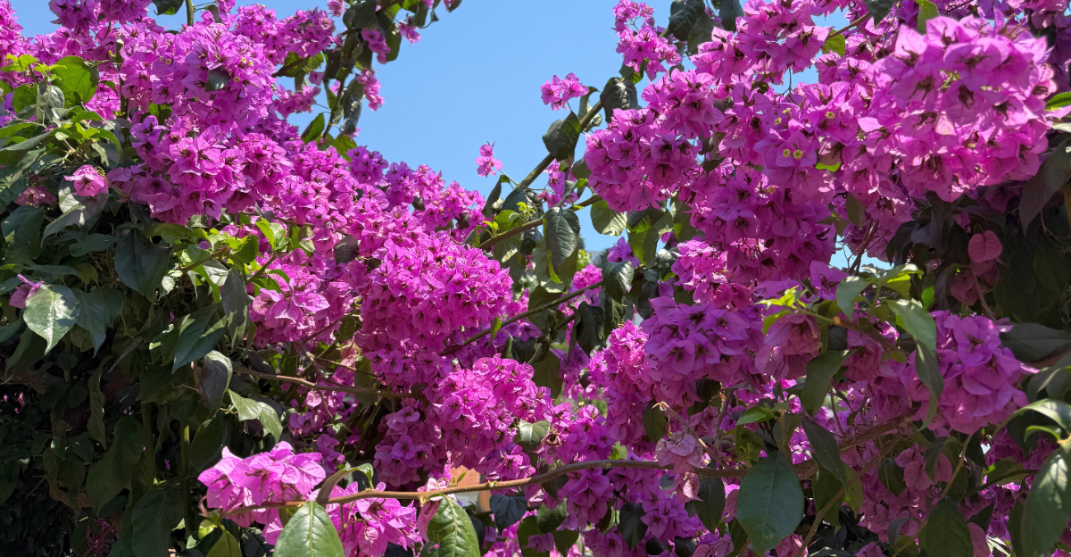 Bougainvillea (featured image)