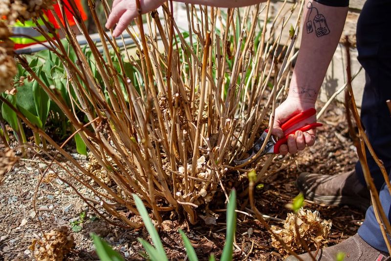 Pruning After Flowering Protects Next Year's Buds Pruning After Flowering Protects Next Year's Buds