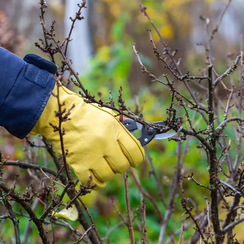 Pruning At Peak Temperatures Exposes Tender Tissue To Sun