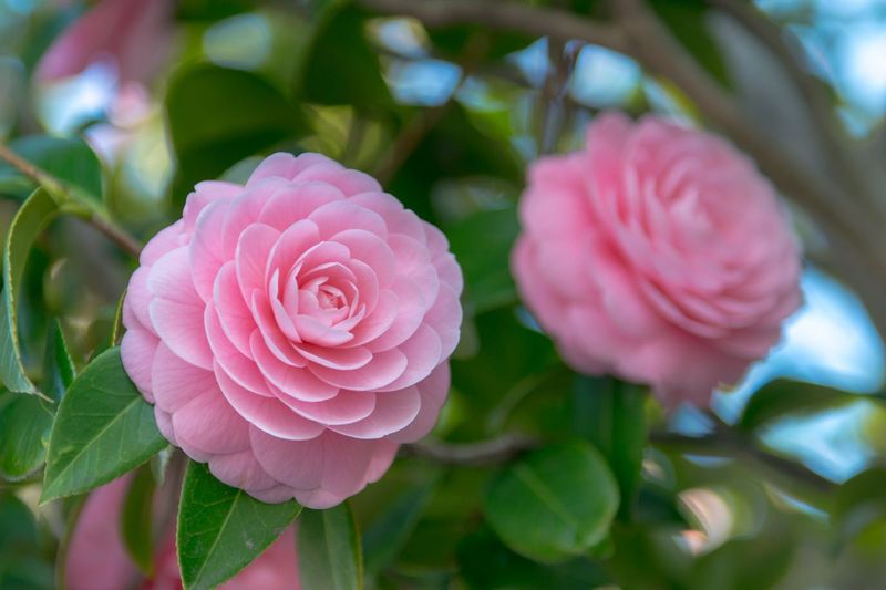 Pruning At The Wrong Time Pruning At The Wrong Time