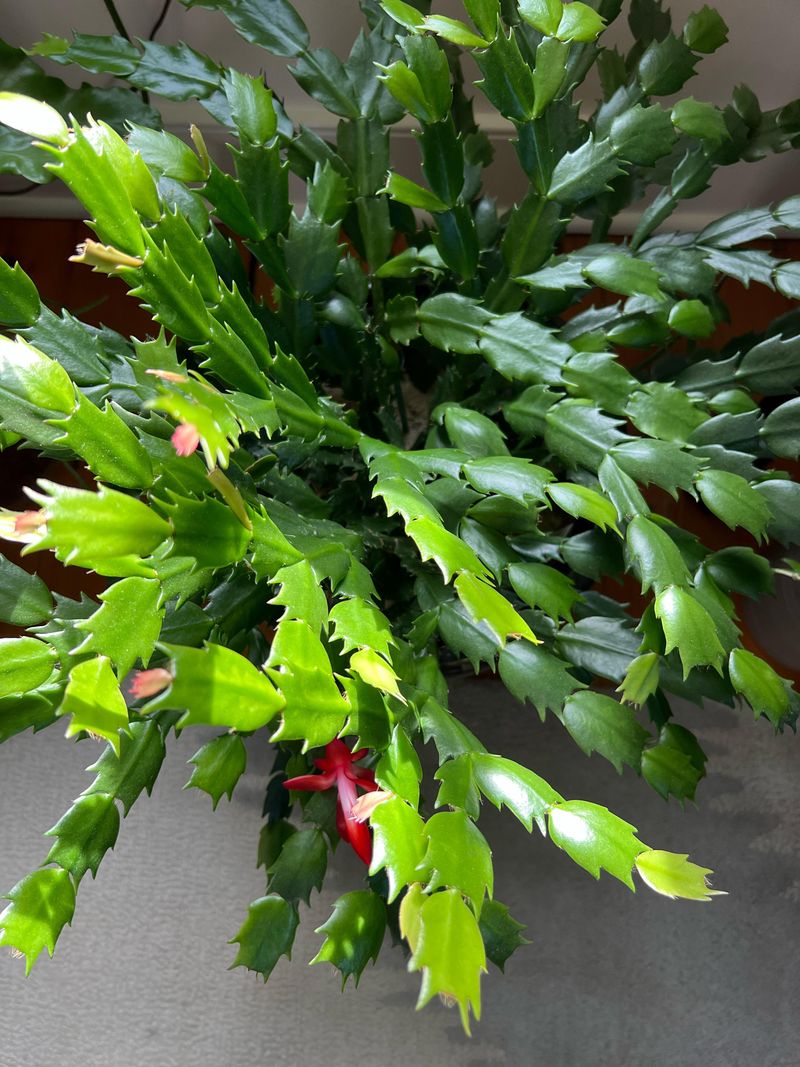 Pruning At The Wrong Time Costs You Next Year's Flowers