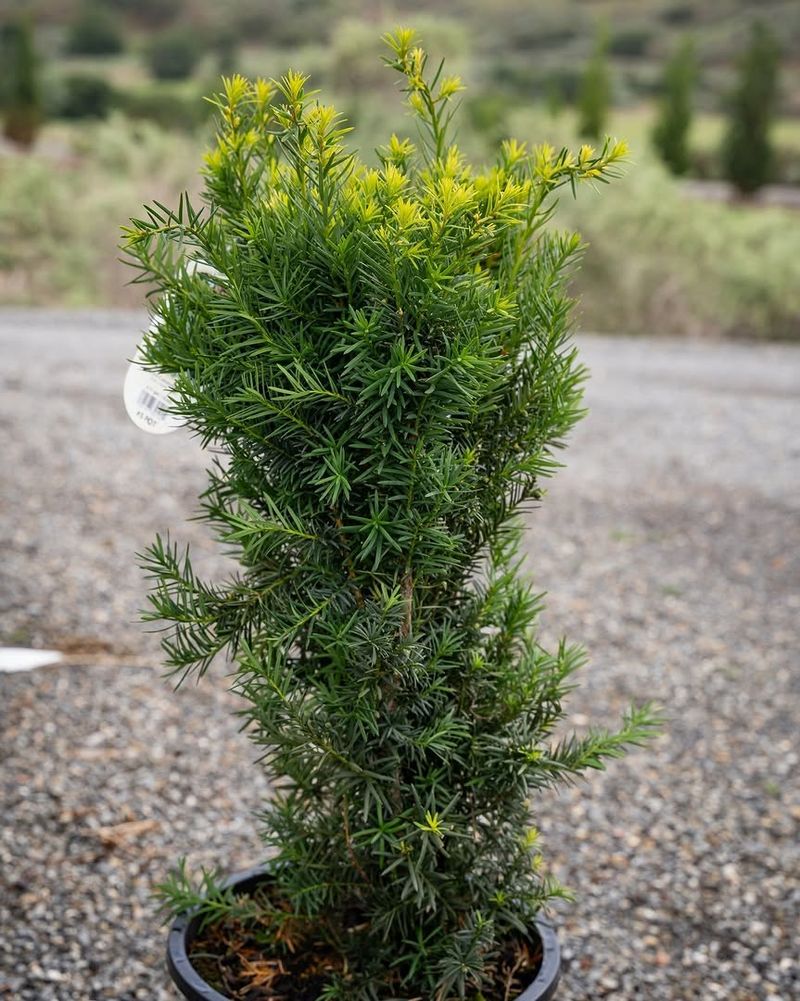 Pruning Clippings Are Just As Toxic As The Living Plant Pruning Clippings Are Just As Toxic As The Living Plant