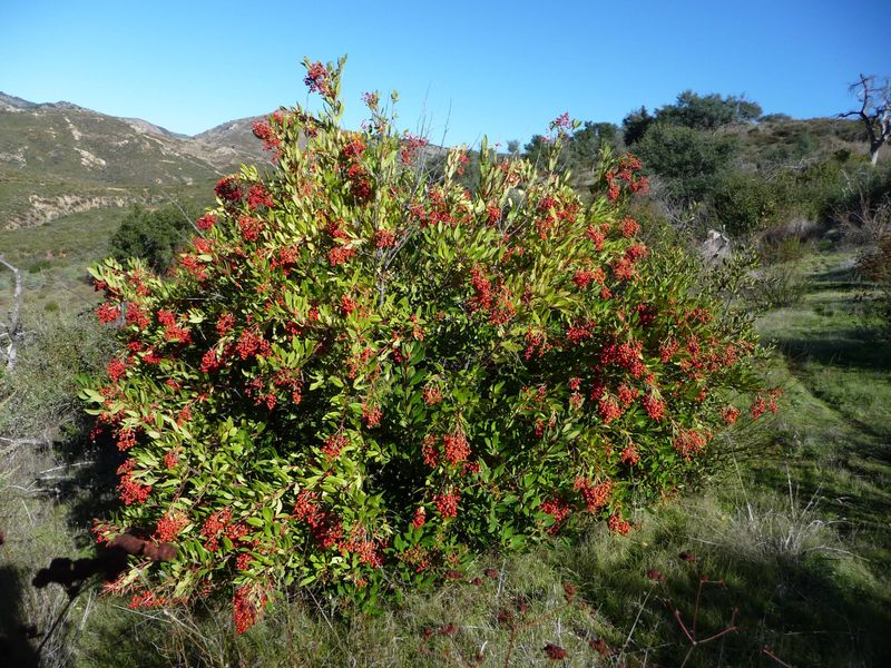Pruning Helps Shape A Denser Hedge
