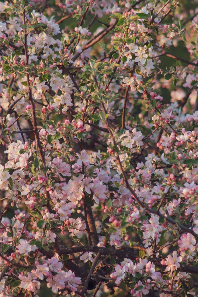 Pruning Is Simply Not Necessary For Blooming