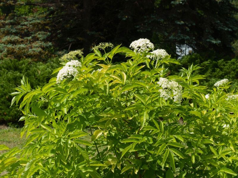 Pruning Keeps Elderberry Productive Without Making It Fussy