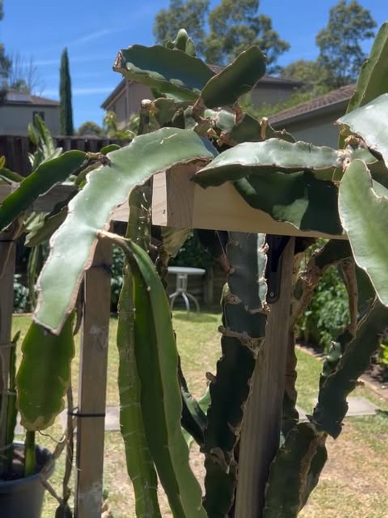Pruning Keeps The Plant From Taking Over Pruning Keeps The Plant From Taking Over