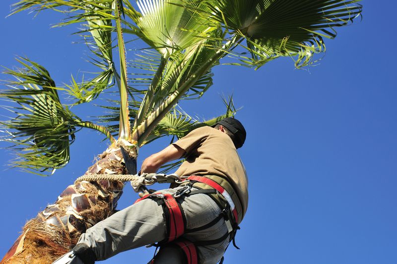 Pruning Mistakes That Hurt Heat-Stressed Palms Pruning Mistakes That Hurt Heat-Stressed Palms