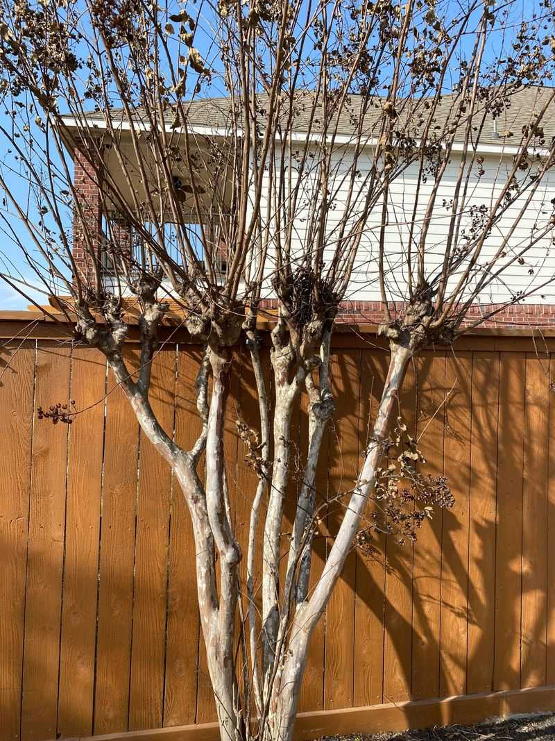 Pruning New Wood Instead Of Spent Flowers Pruning New Wood Instead Of Spent Flowers