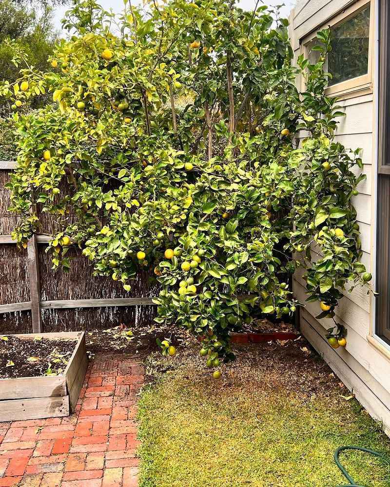 Pruning Off Shade That Protects Fruit Pruning Off Shade That Protects Fruit