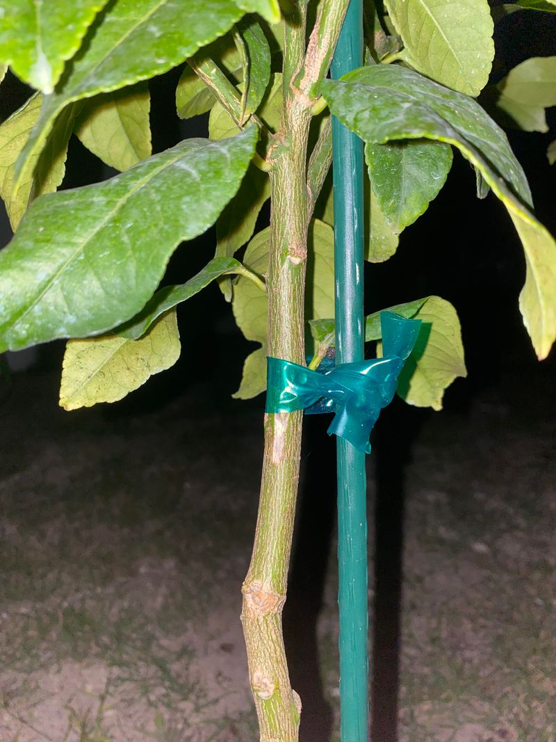 Pruning Off Too Much Shade