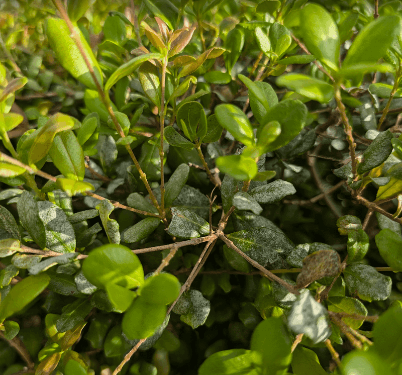 Pruning Shapes It Into A Hedge Pruning Shapes It Into A Hedge