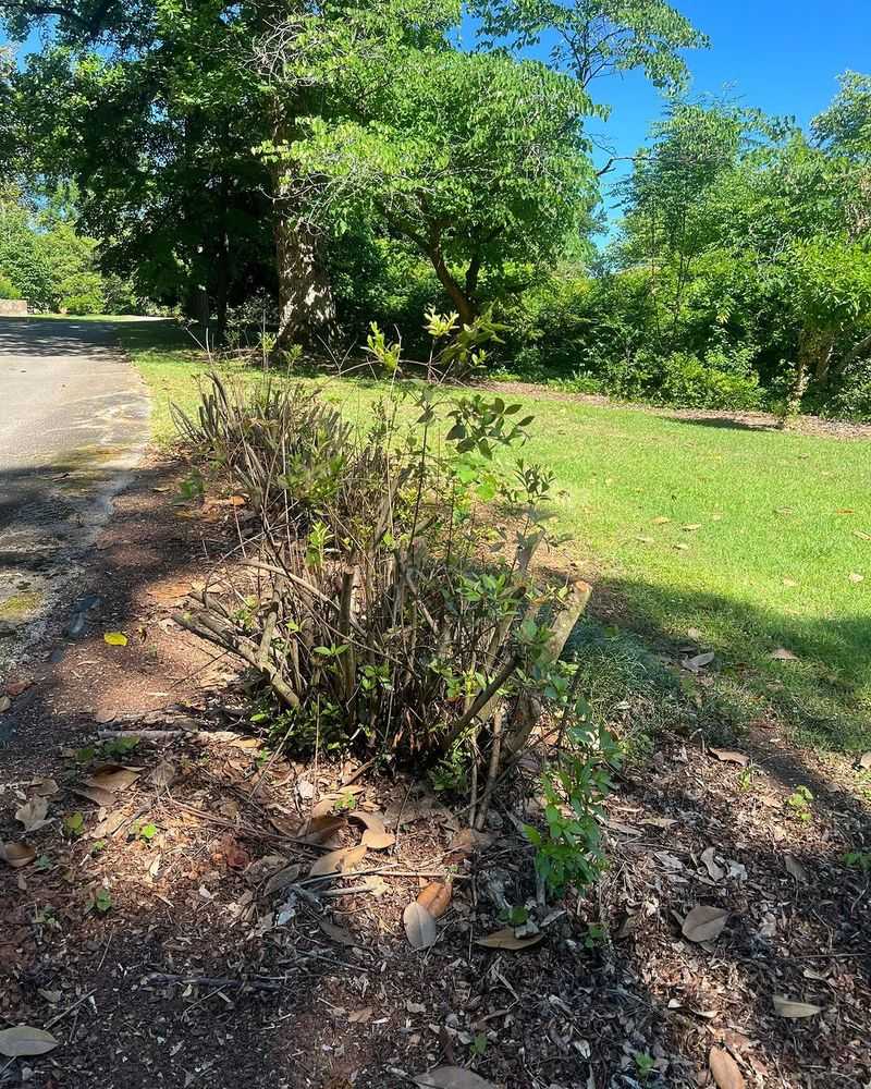Pruning Spring-Blooming Shrubs Too Late