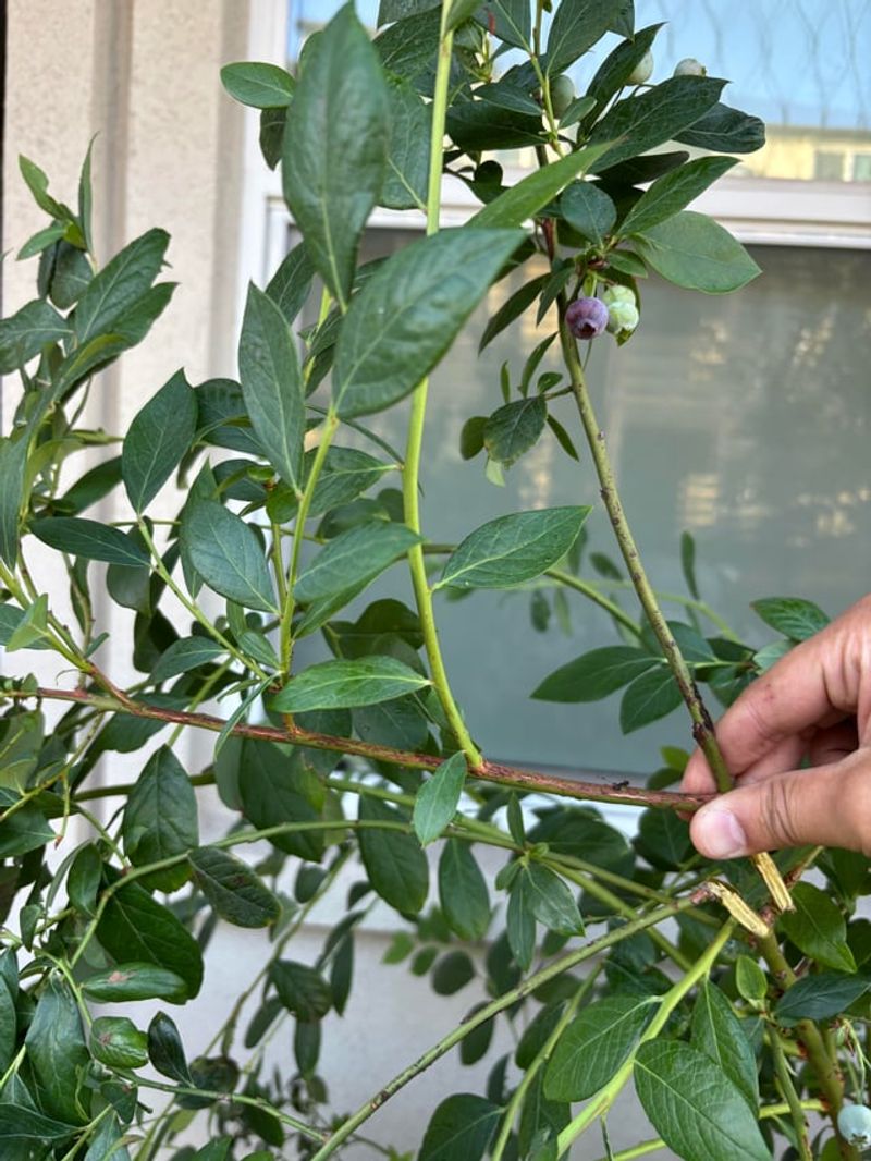 Pruning Too Early Or Too Aggressively Pruning Too Early Or Too Aggressively
