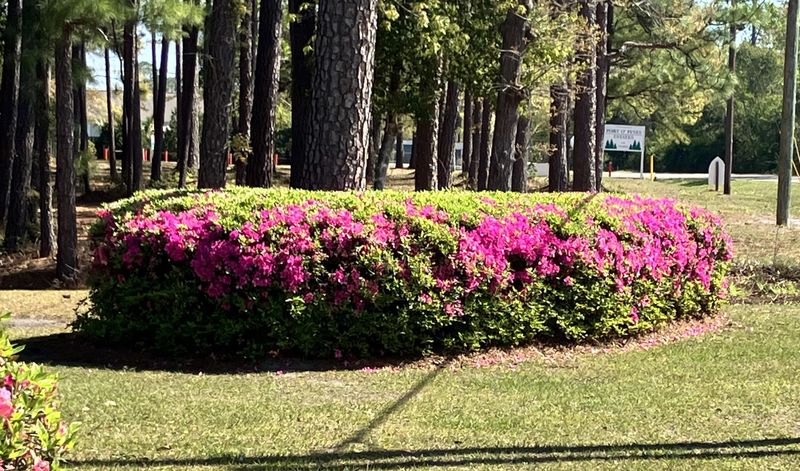 Pruning Without A Purpose Creates Uneven Growth Pruning Without A Purpose Creates Uneven Growth