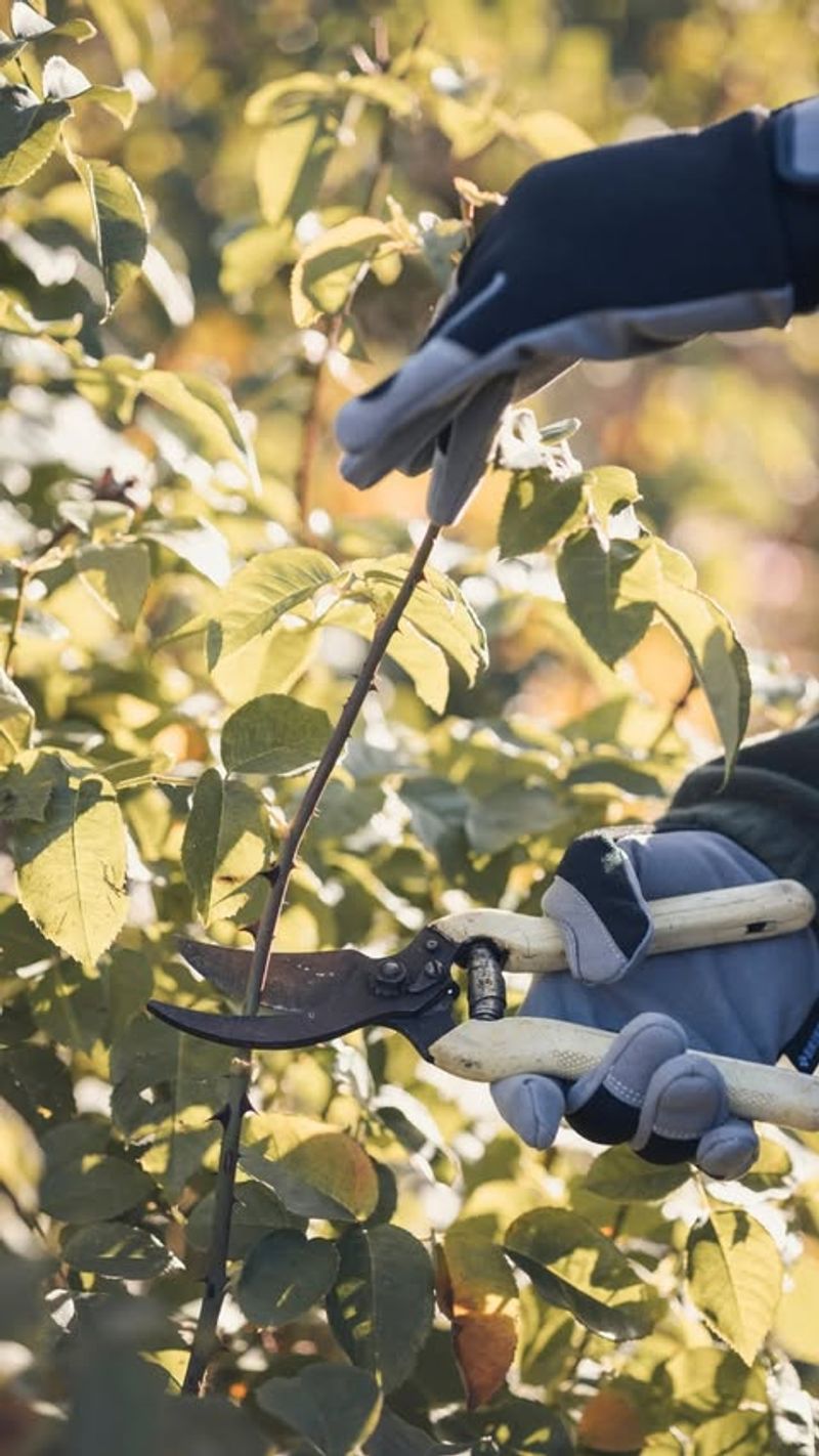 Pruning Without Considering Sun Exposure