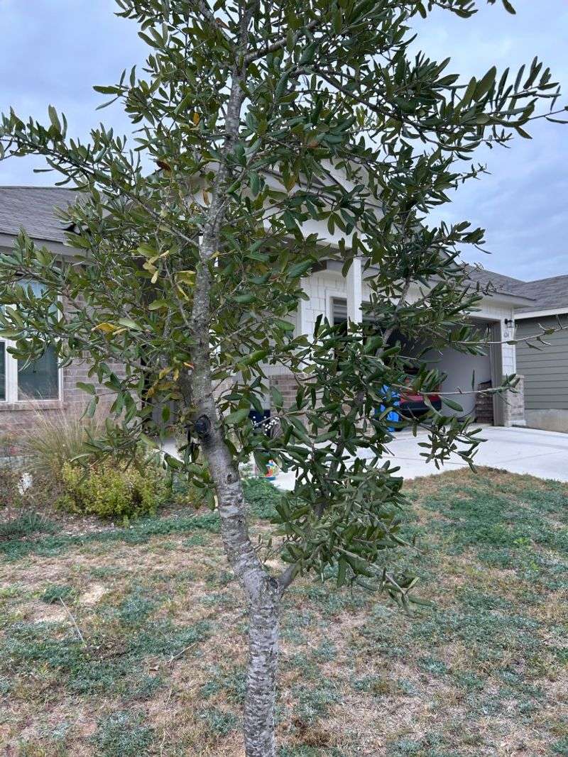 Pruning Young Trees Helps Build Safer Structure Later Pruning Young Trees Helps Build Safer Structure Later