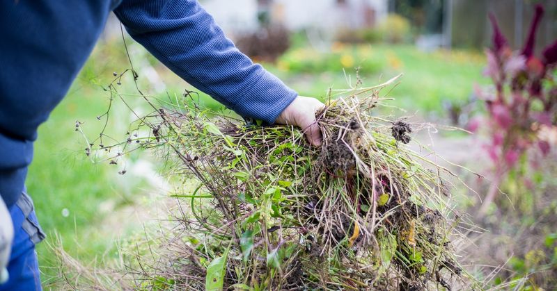 Pull Fast Weeds Before They Make Beds Look Messy Pull Fast Weeds Before They Make Beds Look Messy