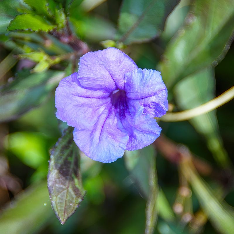 Pull Mexican Petunia Before Rain Spreads New Shoots