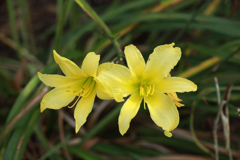 Pull Off Yellowing And Damaged Foliage Pull Off Yellowing And Damaged Foliage