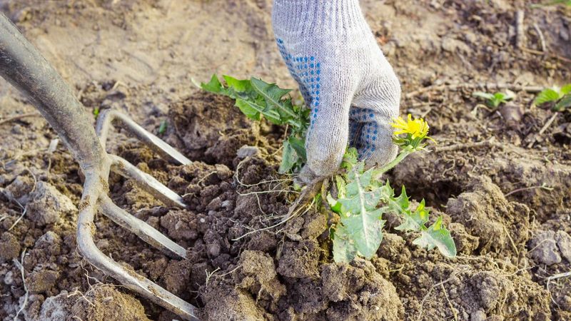Pull Or Mulch Weeds While They Are Small