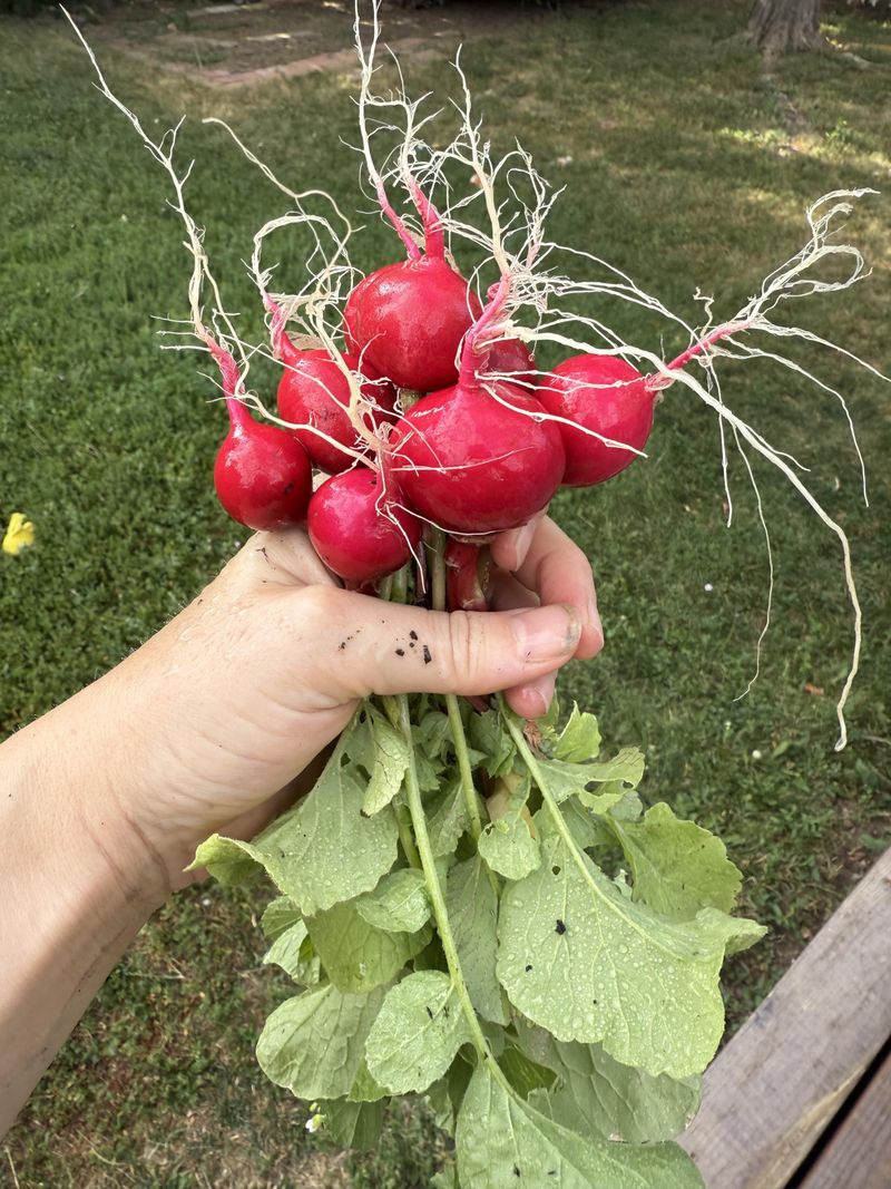 Pull Radishes Before They Turn Woody