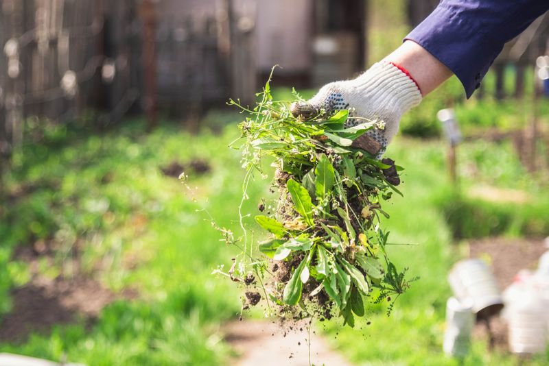 Pull Remaining Weeds Before Seeds Spread Pull Remaining Weeds Before Seeds Spread