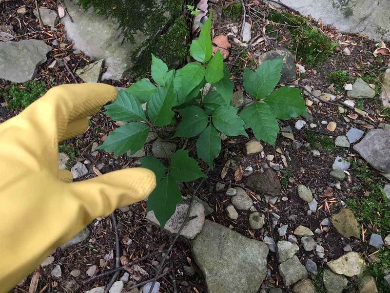 Pull Small Plants When Soil Is Moist Pull Small Plants When Soil Is Moist
